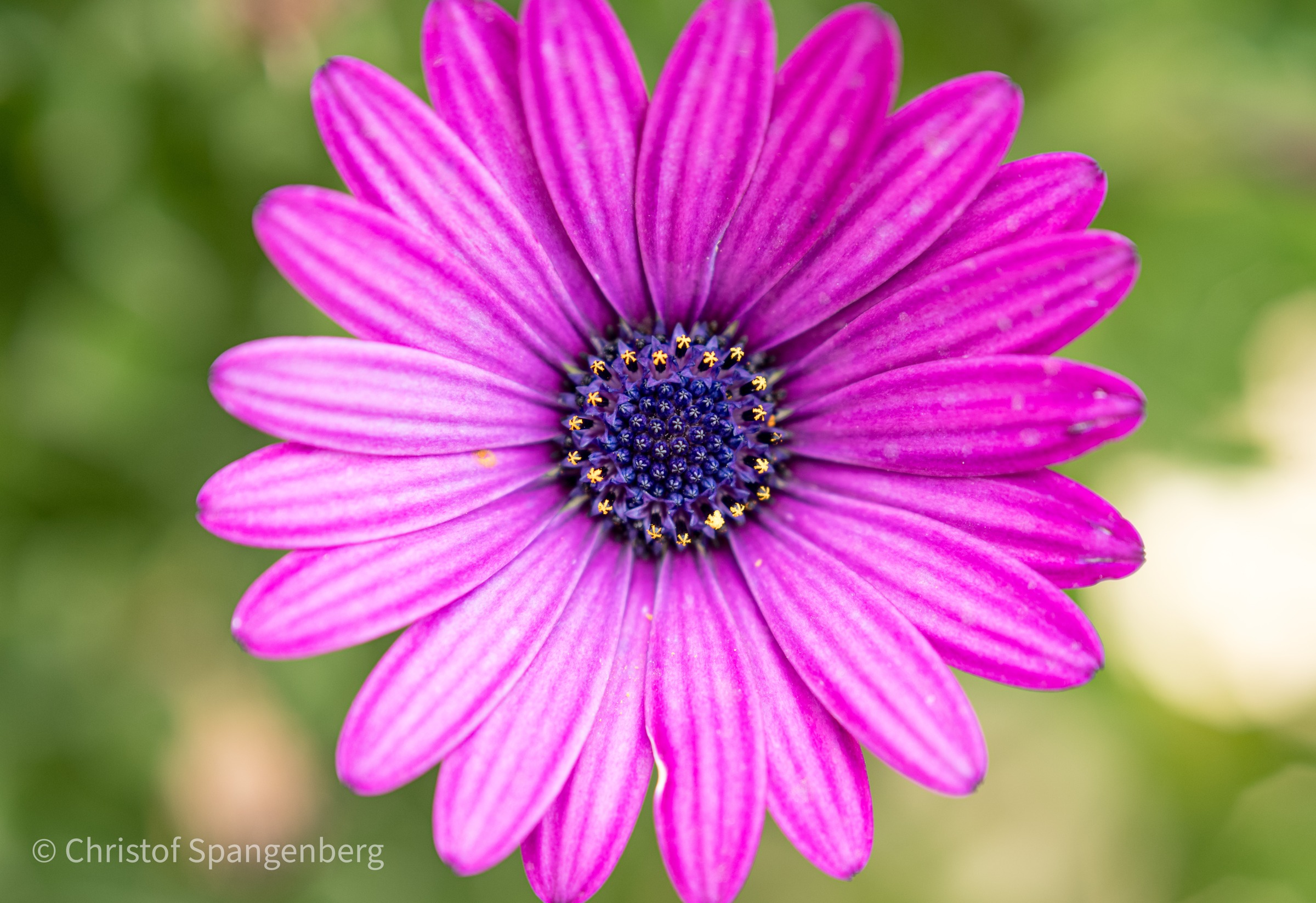 Blüten im Garten