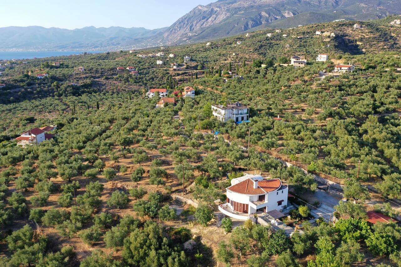 Die Villa im Olivenhain
